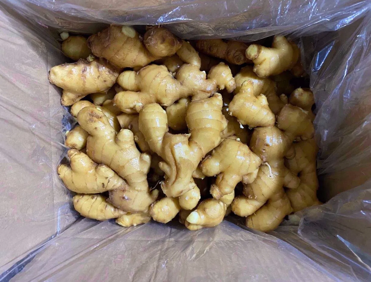 Export-Grade Raw Ginger